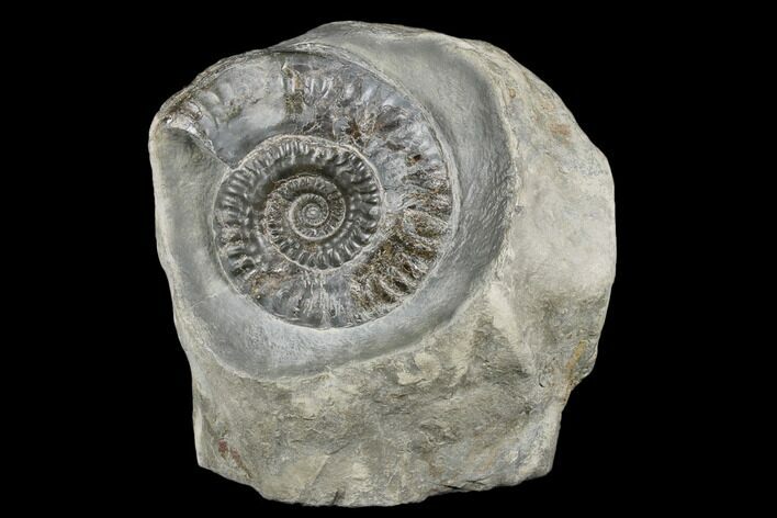 Jurassic Ammonite (Hildoceras) Fossil - England #176347